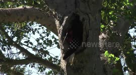 Southern Ground Hornbill  female discarding wood excavated from her nest hollow