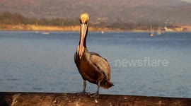 Pelican on Stearns Wharf Santa Barbara