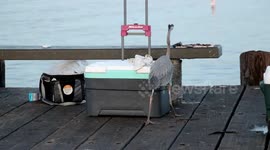 Blue Heron trips on cooler while stealing fish