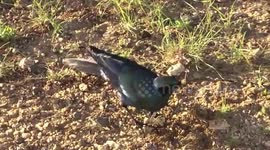 Burchell's Starling eating termites as they emerge after rain