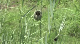 Thick-billed Weaver female in the nest with the male displaying below her
