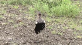 The amazing call of the male Red-crested Korhaan – hearing protection is needed!