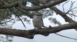 A beautiful Woodland Kingfisher perching and cleaning its bill
