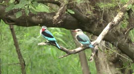 A superb Woodland Kingfisher perching with its young one