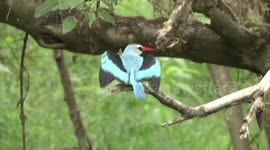 A beautiful Woodland Kingfisher displaying then eating its prey