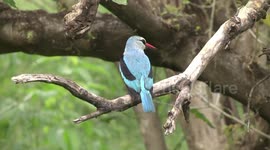 A gorgeous Woodland Kingfisher displaying, then flying off
