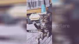 Cat disgusted by taste of its own leg
