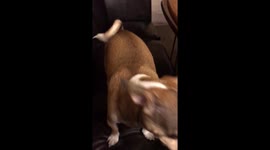 Talking dog
