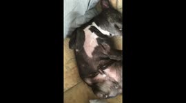 Staffordshire bull terrier