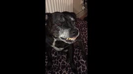Dog eats peanut butter and makes a mess