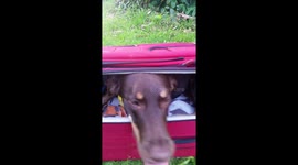 Don't send me to the kennels! Clever dog packs herslelf into suitcase