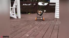 Disabled dog who was rescued from horror hoarding situation is living life to the fullest with new wheelchair