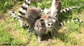 Baby lemurs born at Yorkshire zoo spotted loving the warm weather