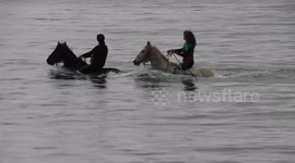 Cornwall swimming horses getting ready ahead of 'hottest May bank holiday'