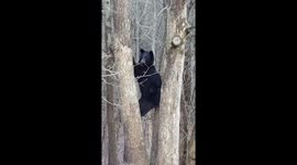 Protective mother bear climbs tree to keep closer eye on her cubs