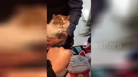 山东青岛:猫咪和主人划拳