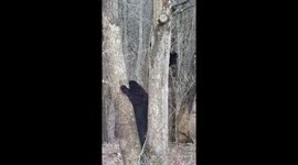 Cub joins mommy in tree