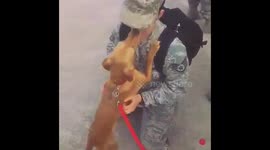 Welcome home from my dog after overseas deployment