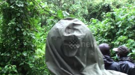 Gorilla tracking in DRCongo