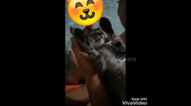 I give may baby cat a swing to make him sleep
