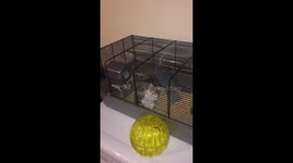 Daredevil Hamster