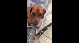 Sausage dog puppy taking a ride in the wheelbarrow!