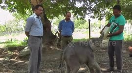 Three abandoned calves find a home in Ampara Wildlife in Srilanka