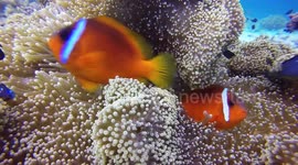 Finding nemo in Fiji. The Fiji Clown fish