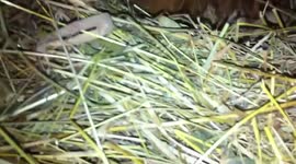 mother chicken with baby chicks