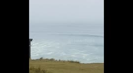 Dolphins at Godrevy