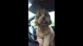 Dog practices his sooty and sweep impression