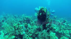 Deafening submarine sonar noises while scuba diving