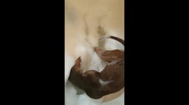 Bubble Bath Dog