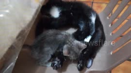 Kitten falls down playing