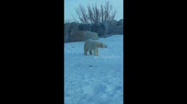 Polar Bear & call of nature.Up close