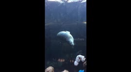Dancing seal...