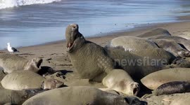 Male elephant seal warning another that he is too close