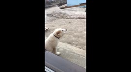 Central Asian Shepherd Dog
