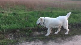 Central Asian Shepherd Dog 7 month