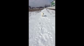 Central Asian Shepherd 5month
