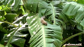 squirrel in paradise