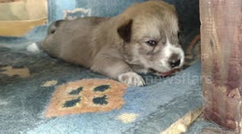 Just a cute puppy possing for the camera