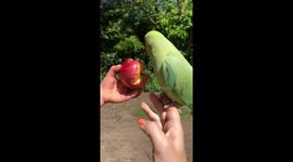 Parakeets in the Park