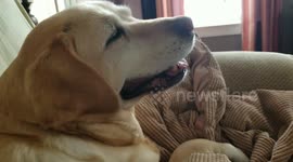 Yellow labrador sneezing due to allergies