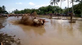 After harvest, farmers get dragged through the mud in Indonesia bull race