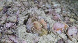 Tiger Mantis Shrimp (Lysiosquillina maculata; 0.3 m long, 0.1 m wide), at mouth of burrow, lunging at passing fish; Triton Bay, Papua, Indonesia
