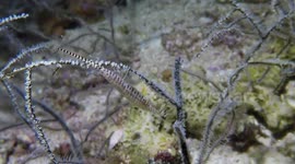 Banded Tozeuma Shrimp (Tozeuma armatum; 0.1 m) on Black Coral fronds (Antipathes sp.; 1 m),  pirouetting (testing different poses, seeking pose that maximizes camoflage), Triton Bay, Papua, Indonesia