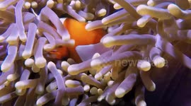 Ocellaris anemonefish (Amphiprion ocellaris;