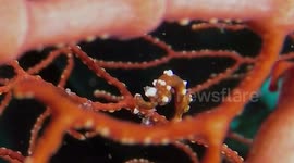 Gusti Pygmy Seahorse (Hippocampus denise var. Gusti; 12 mm) on Knotted Gorgonian Sea Fan (Melithaeidae; 0.5 m) (on dive with discoverer); Pulau-Pulau Pisang, Papua, Indonesia