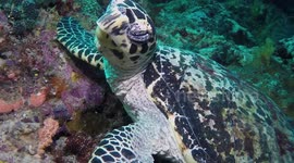 Hawksbill Sea Turtle (Eretmochelys imbricata; 1 m) scrutinizing diver, swimming  (surprised diver by swimming between legs moments earlier);  Pulau-Pulau Pisang, Papua, Indonesia
